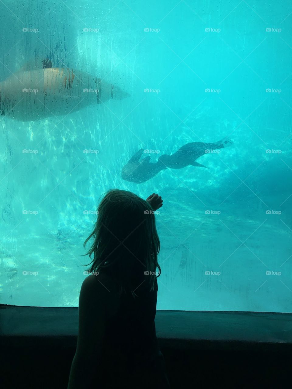 Seal Fascination
