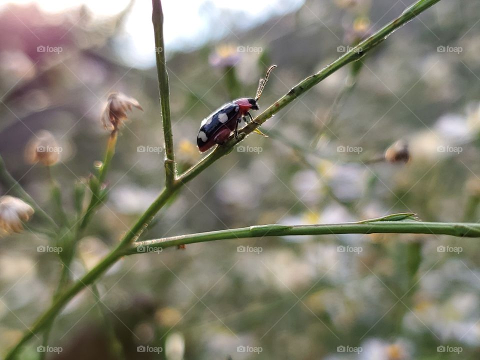 Eight-spotted flea beetle walking up a wild flower