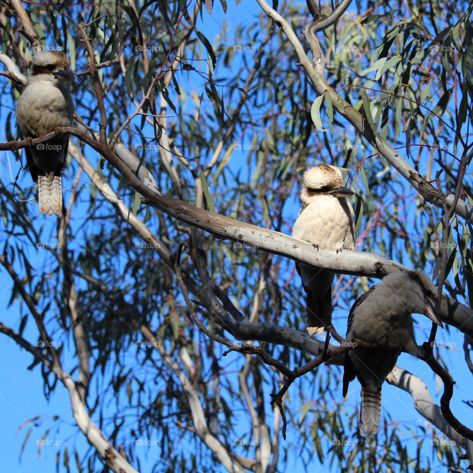 A family of kookaburras following me while walking along the river