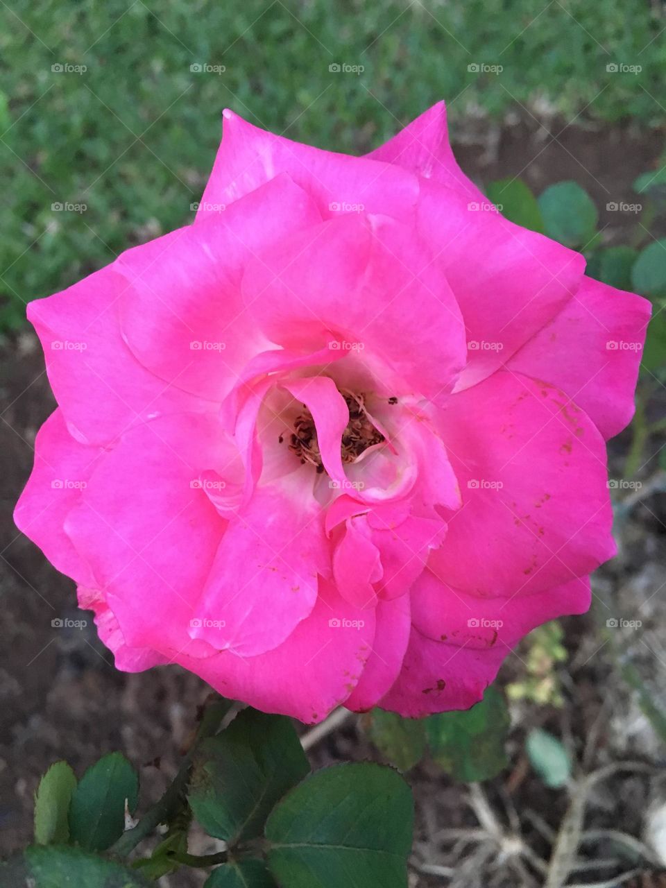 🌹 🇺🇸 Very beautiful flowers to brighten our day.  Live nature and its beauty. Did you like the delicate petals? / 🇧🇷 Flores muito bonitas para alegrar nosso dia. Viva a natureza e sua beleza. Gostaram das pétalas delicadas? 
