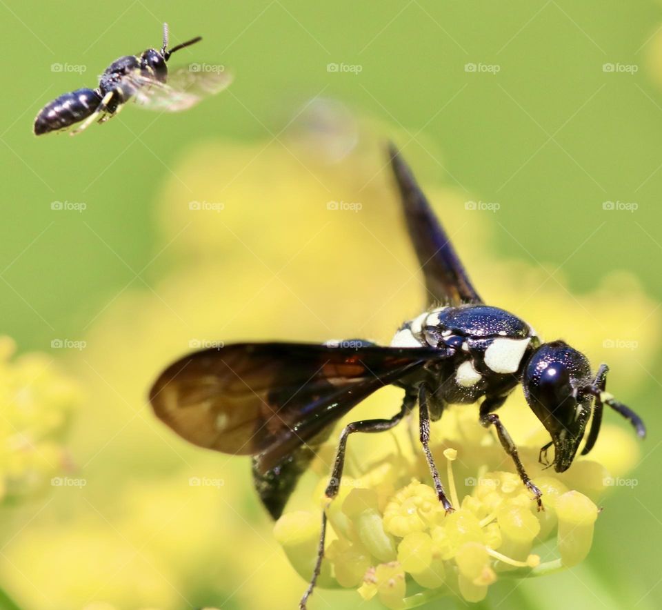 Small bee hovering near larger bee