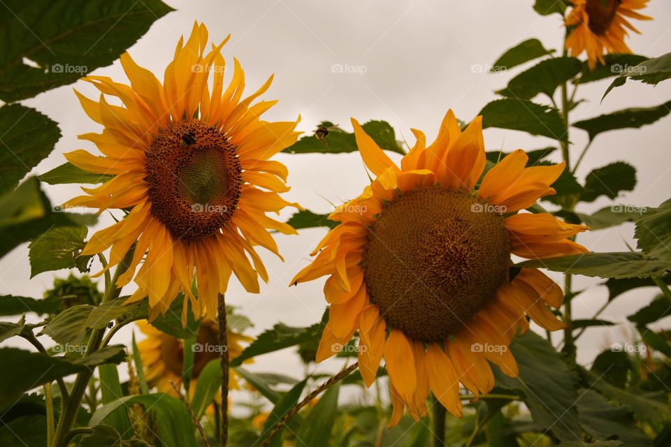 Close-up of sunflowers