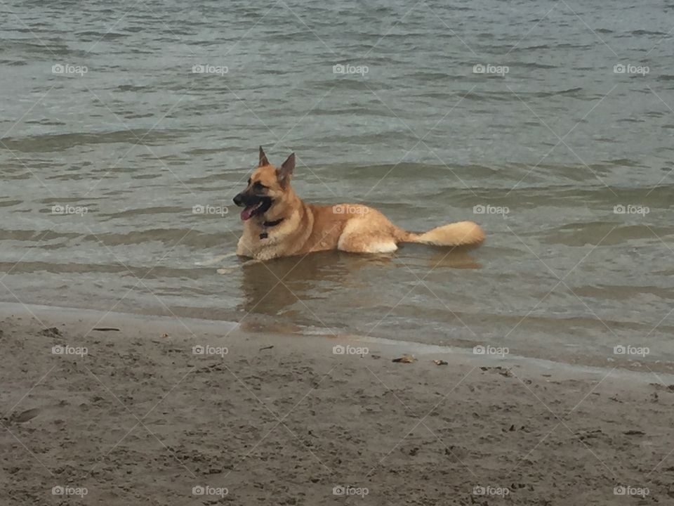 Water, Dog, Beach, No Person, One