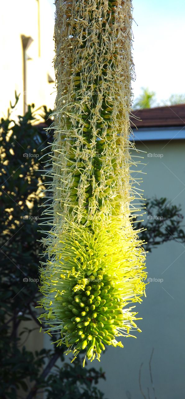 Exterior sunlight.  San Diego, CA, USA.  The blooming end of a strange plant in a front yard.