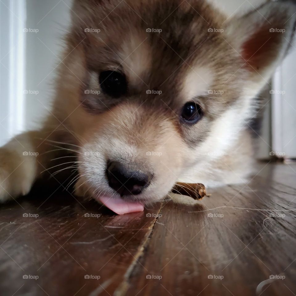 Nyx
AKC Registered Siberian Husky
Playing with her stick
Insta: howling_winds_siberians