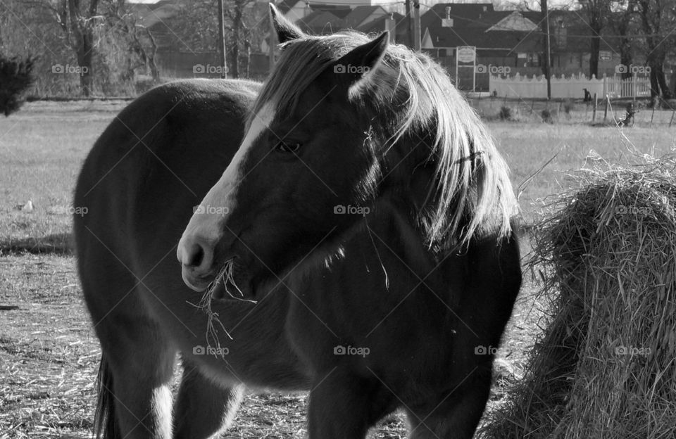 BW horse