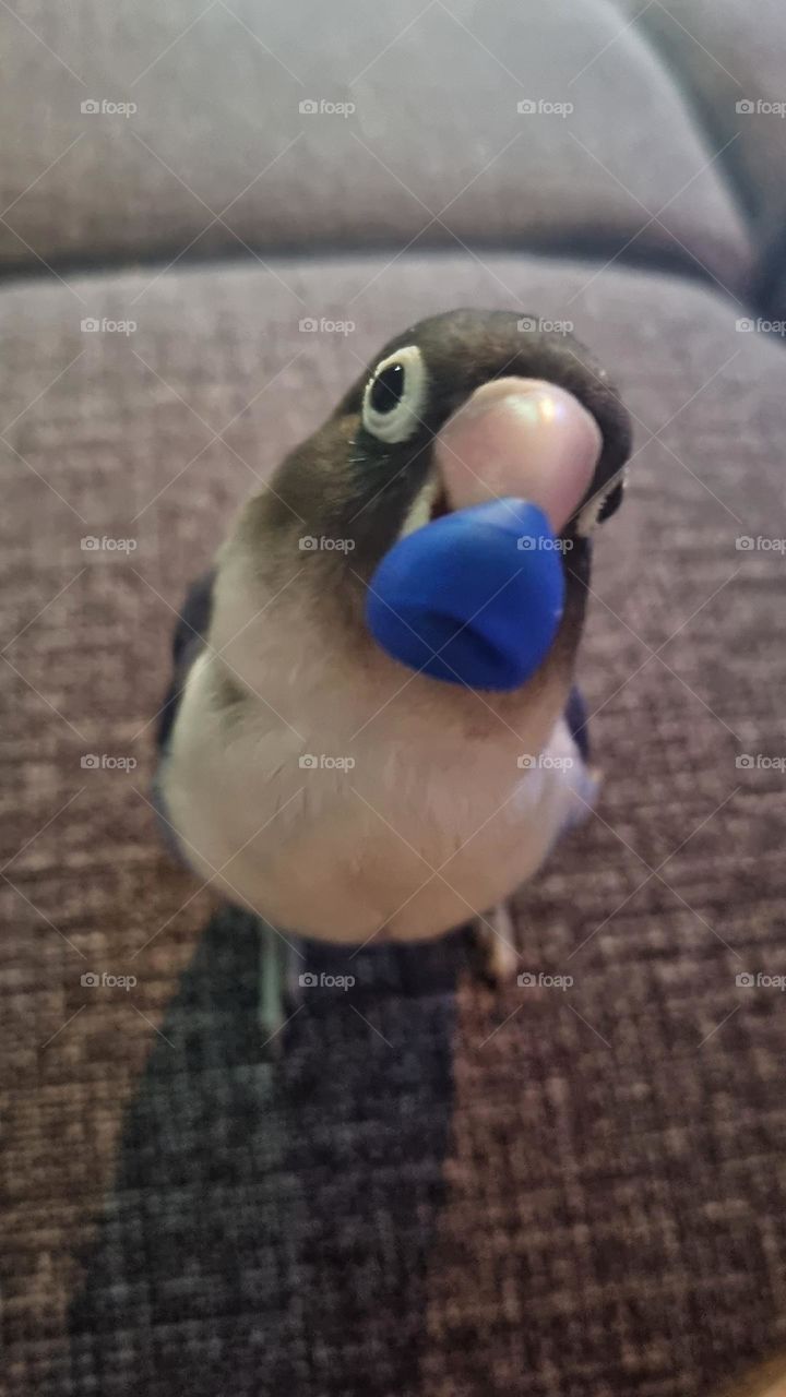 a little lovebird playing.