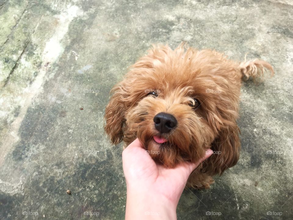 Hello human. I'm a
Poodle