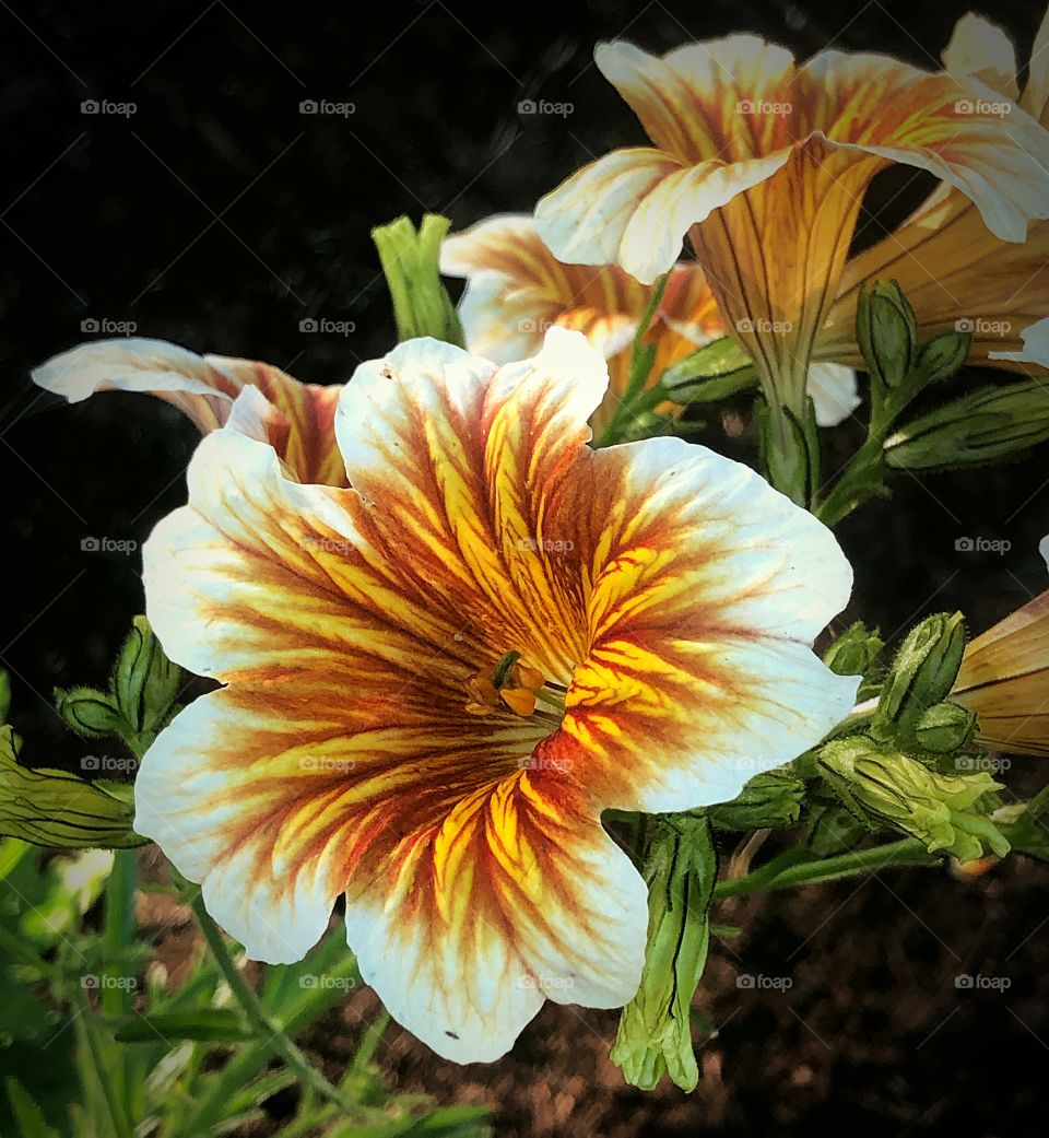 Painted tongue yellow and red