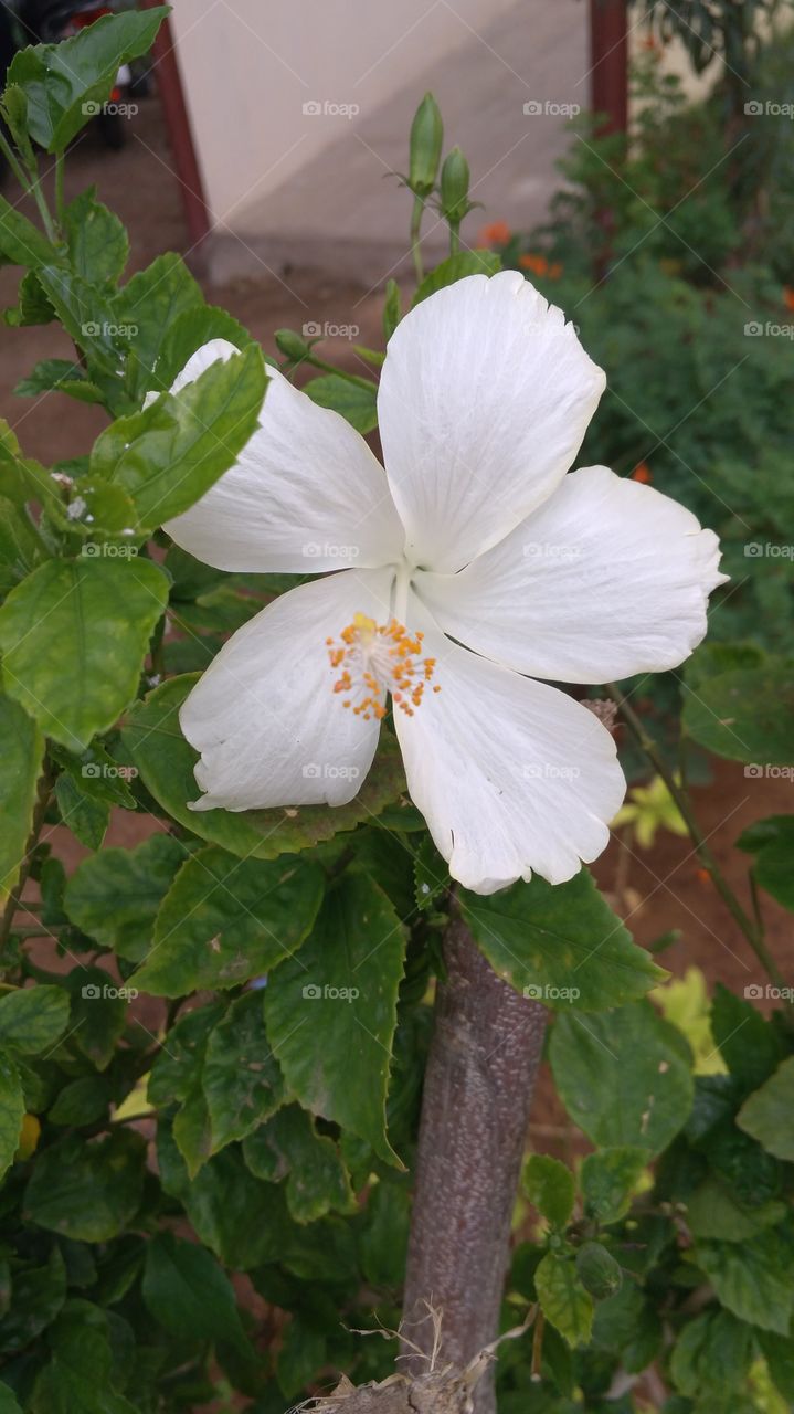 No Person, Leaf, Nature, Flower, Outdoors