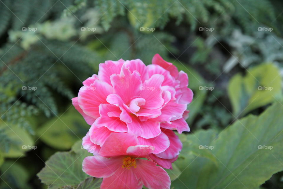 Pink Flower
