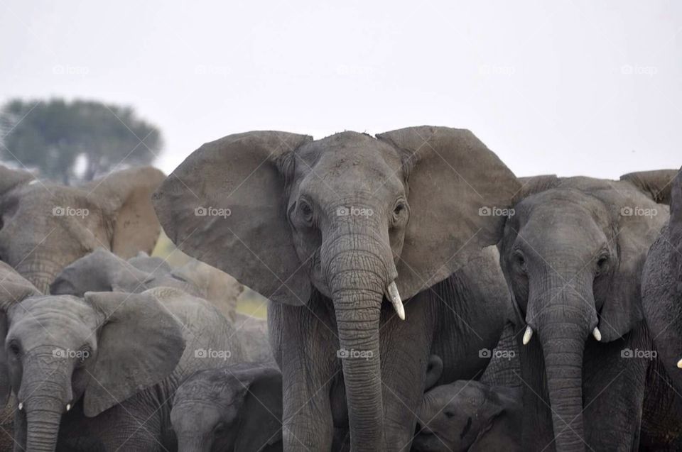 Imposing elephant 