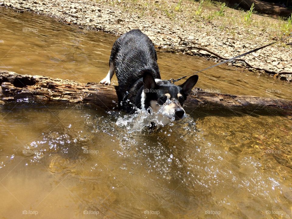 Jumping over a log 
