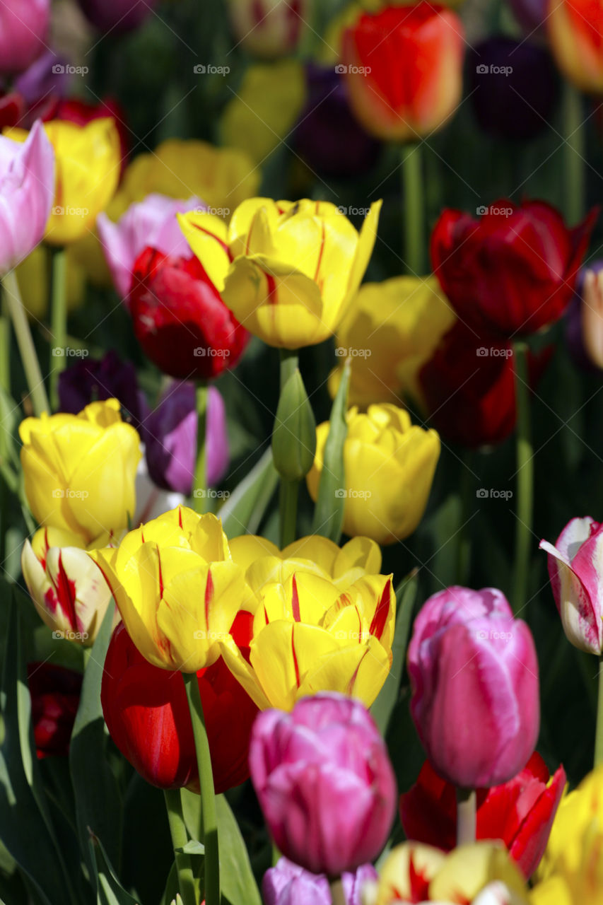 Misc tulips 
