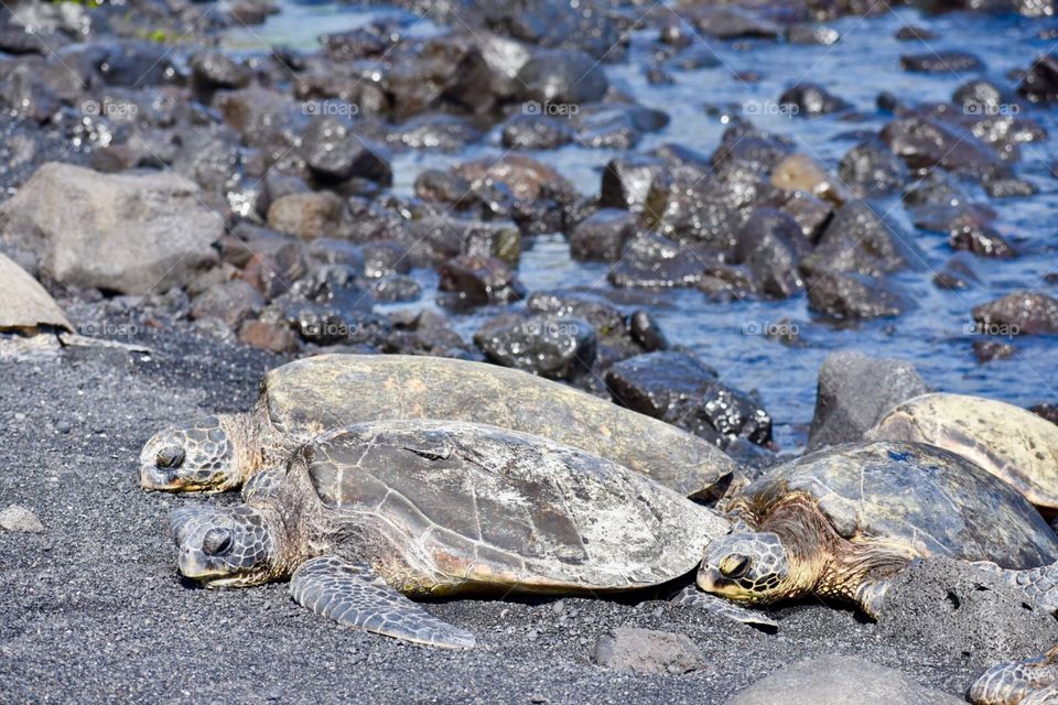 Three sea turtles