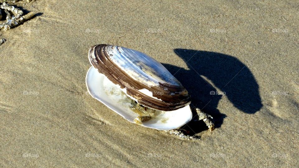 shell
