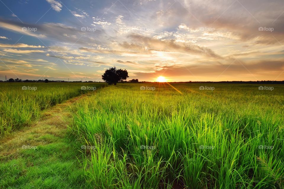 Sunset over green paddy field