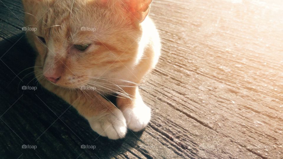A cat sitting on a concrete floor with sunlight background