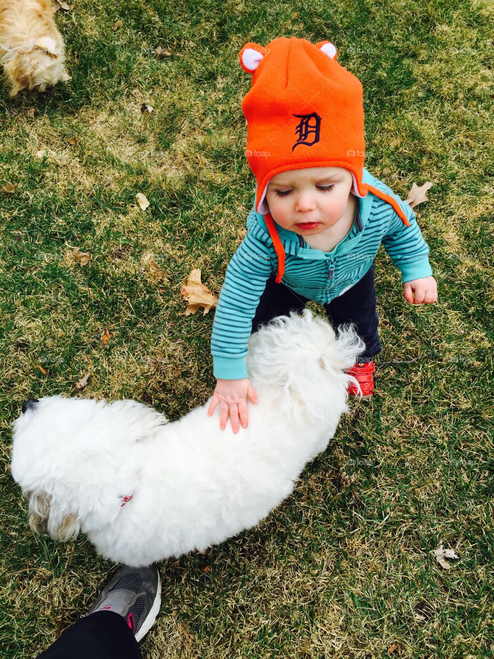 Play time wit Cooper. Pups and babies play