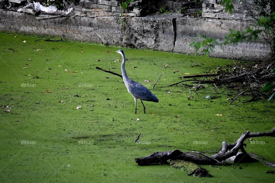 blue heron