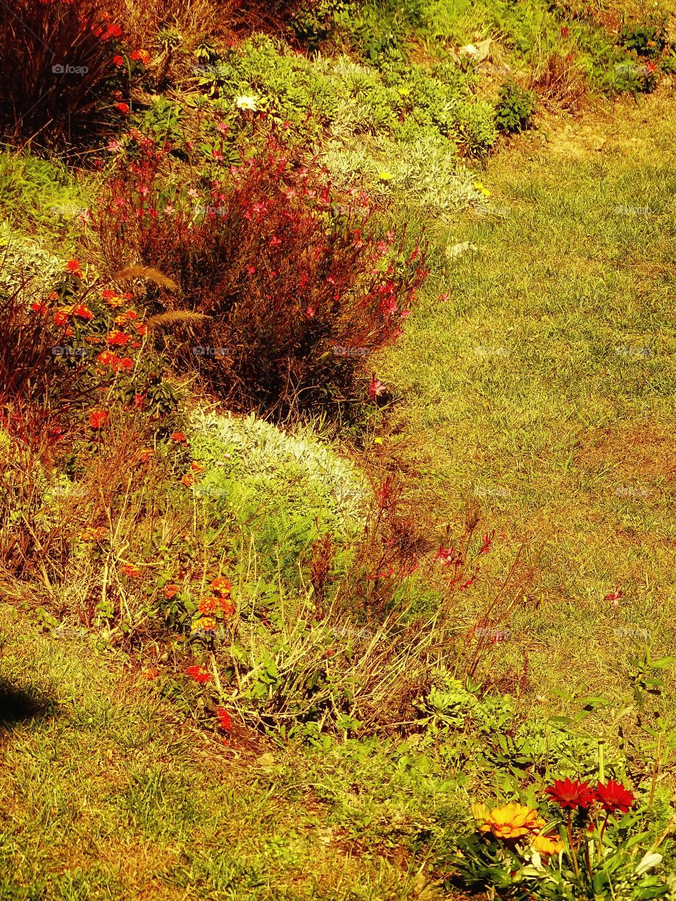 The dominance of red over green