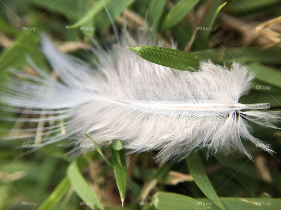 Feather 