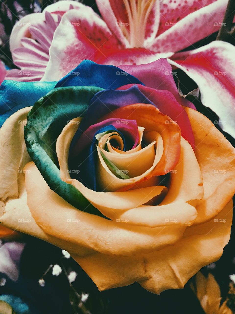 A rose bursting with color. Blue, green, yellow, and pink.