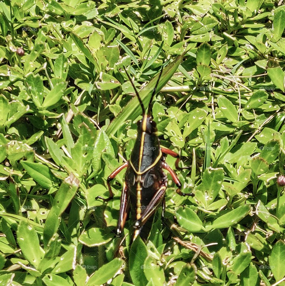 Eastern Lubber Grasshopper