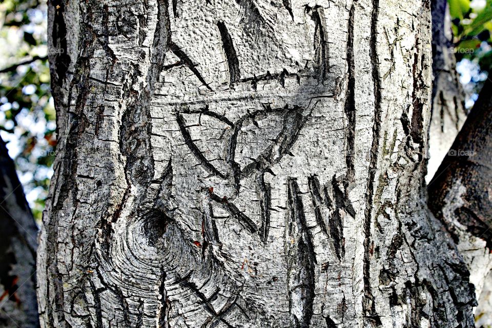 love carvings in a tree