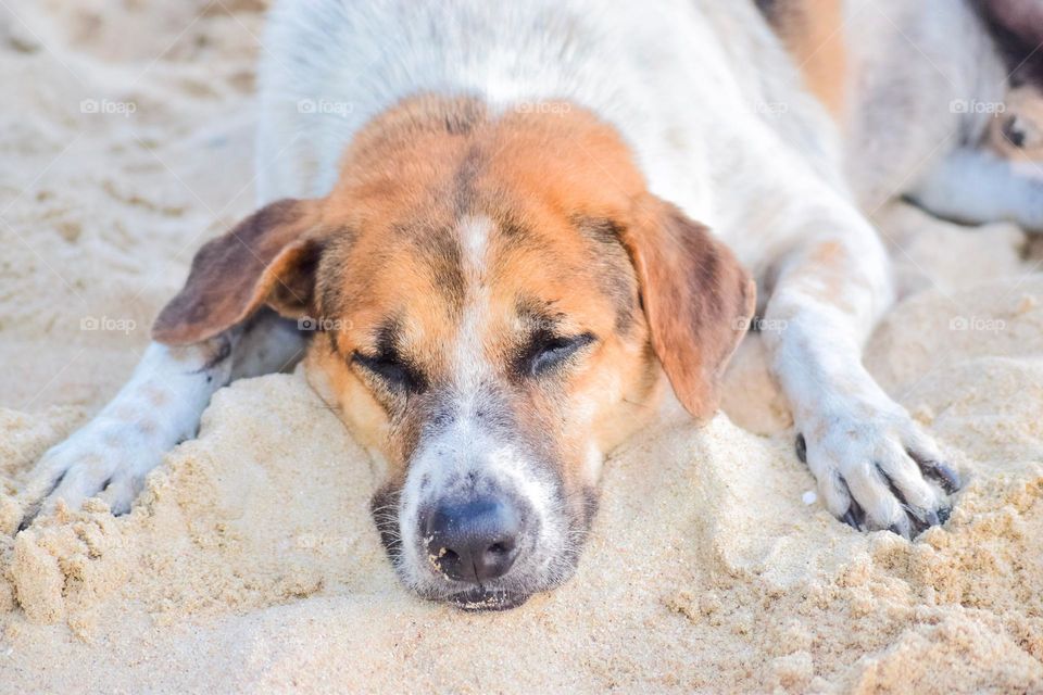 the dog in the sand