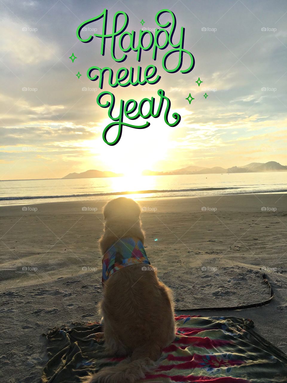 Happy new year
Dog
Sea