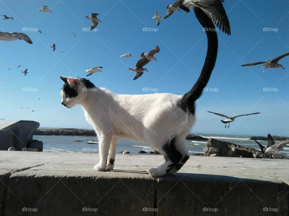 The cat and the seagulls