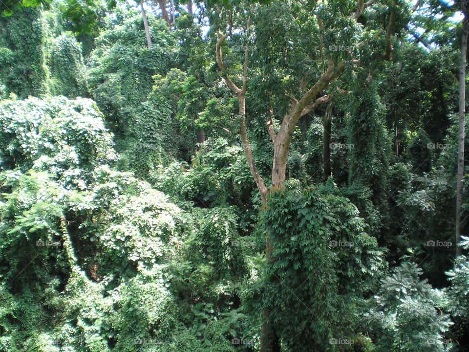 Subic jungle. high-wire view of jungle surrounding Subic Bay in the Philippines