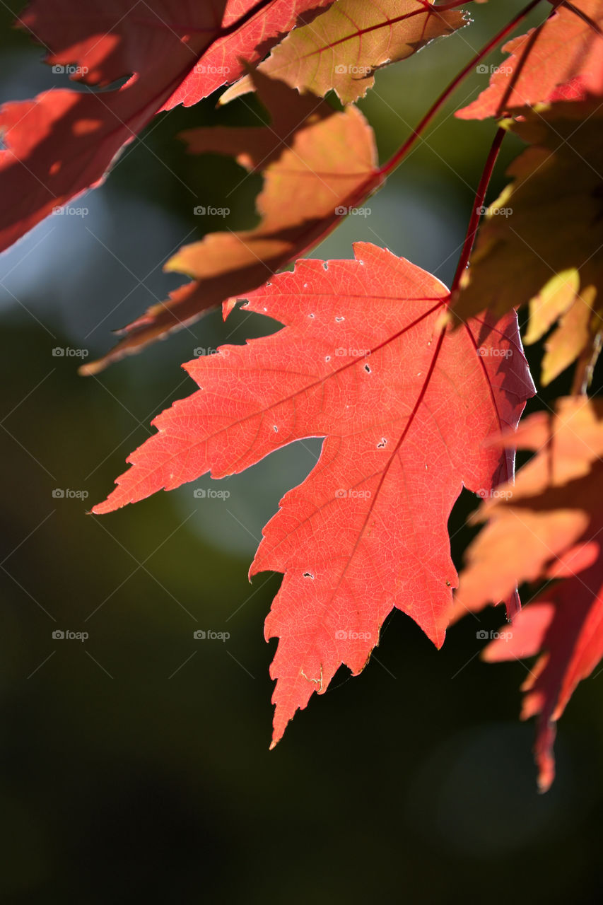 Canadian autumn in Quebec