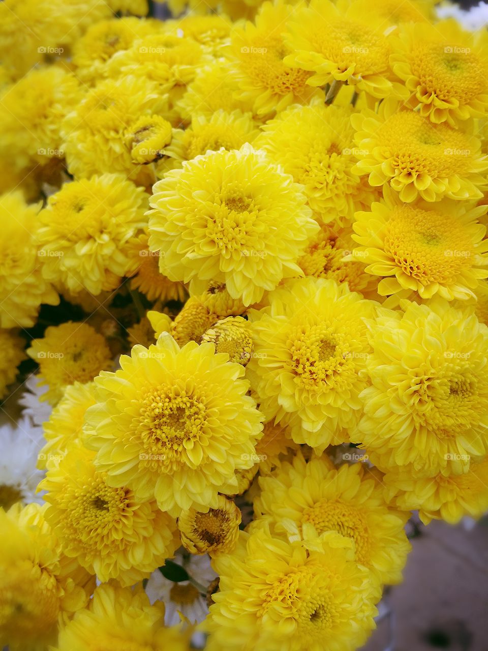 Yellow flower.. Yellow flower on bicycle in winter Pai Thailand.