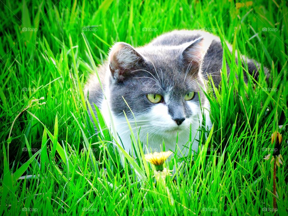 Cute cat in the grass in Indiana 