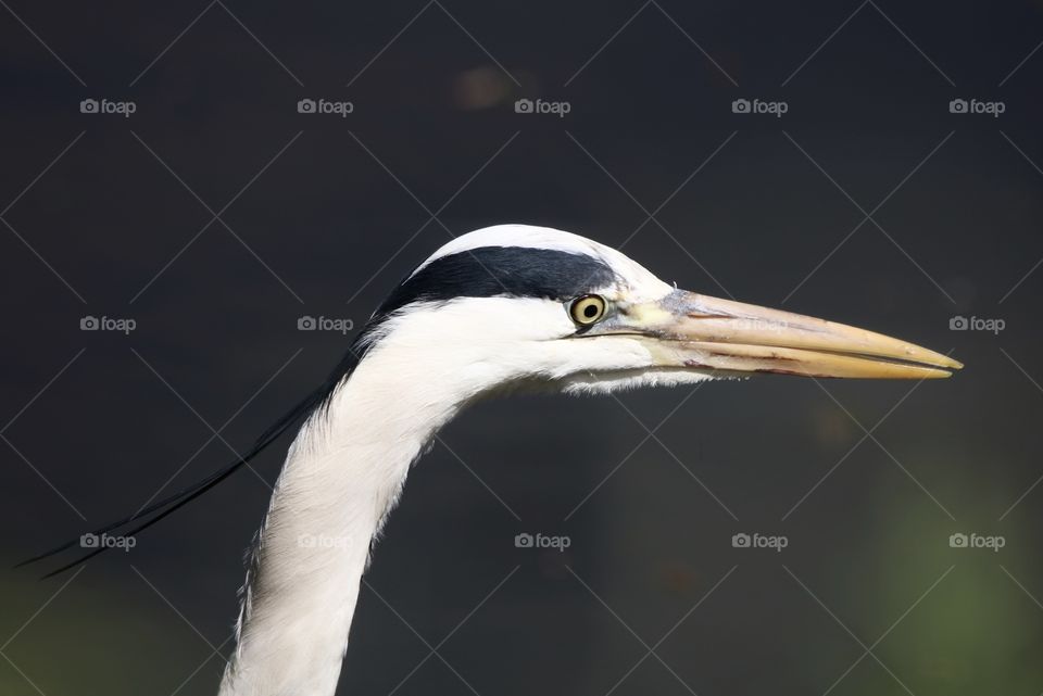 Gray heron 