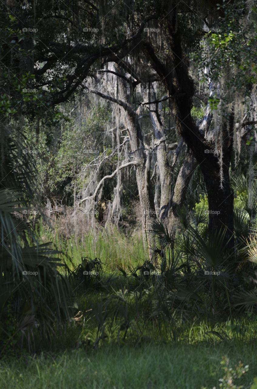 Sunny Glade Through Trees
