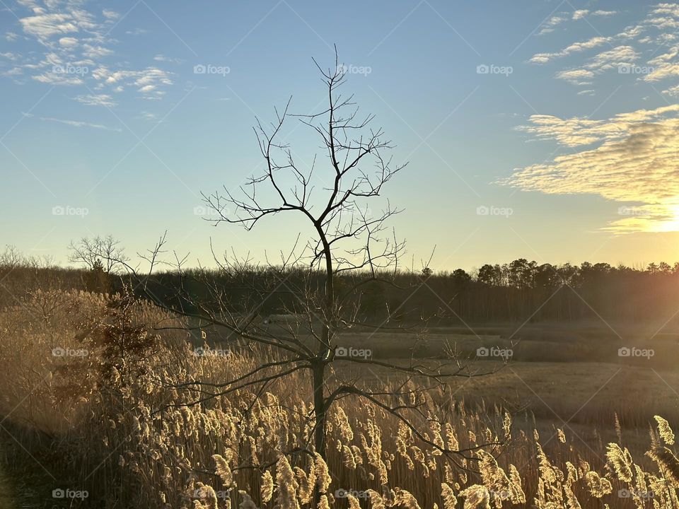 A tree with no leaves.