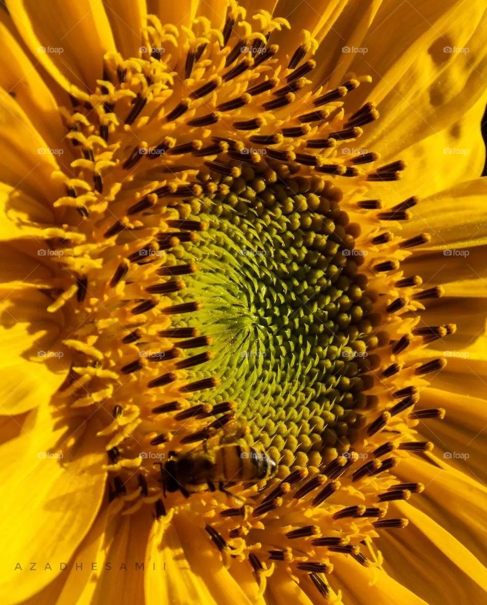 Sunflower