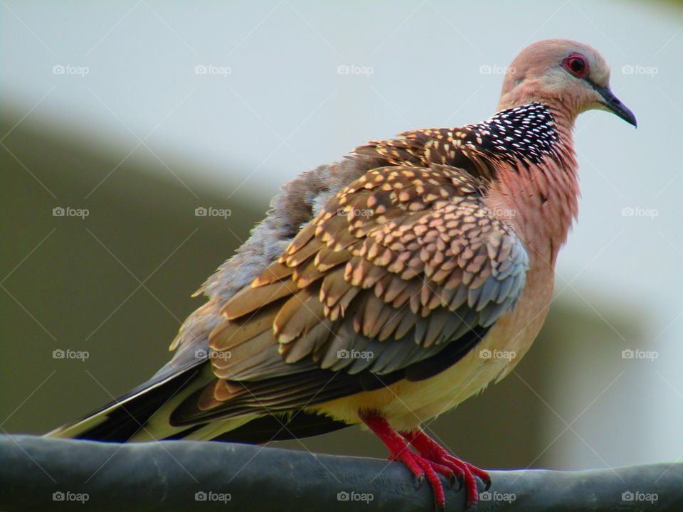 The spotted dove or (spilopelia chinensis) or mountain dove or pearl-necked dove or lace-necked dove or spotted turtle-dove.
