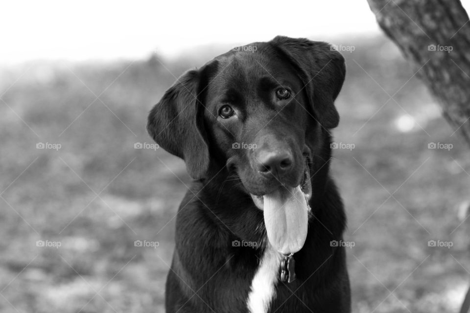 Black and white shot of dog