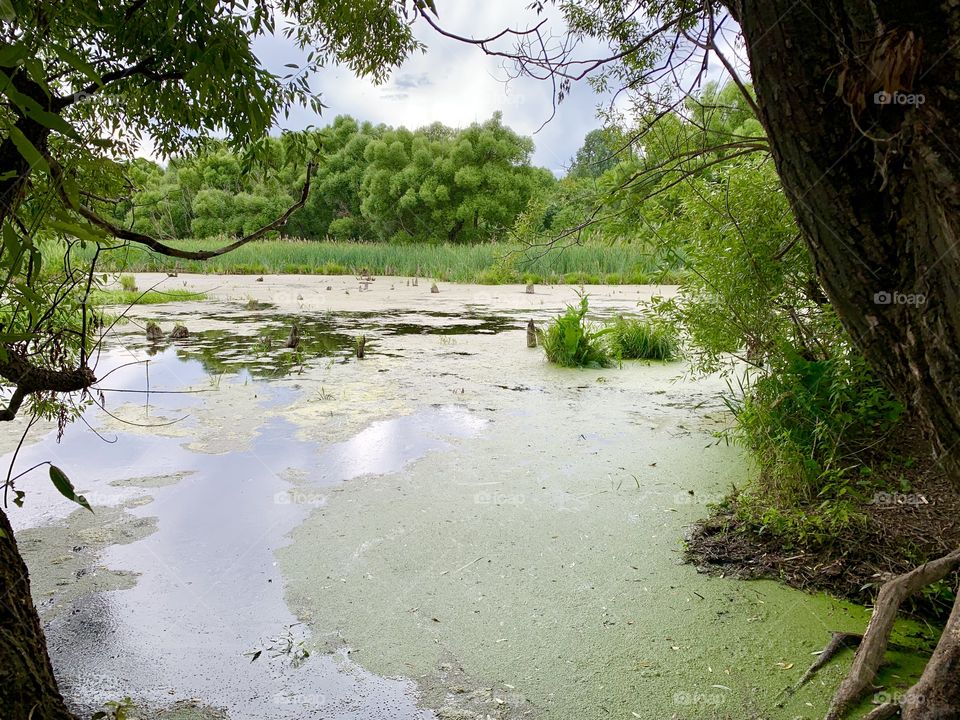 summer pond overgrown with duckweed