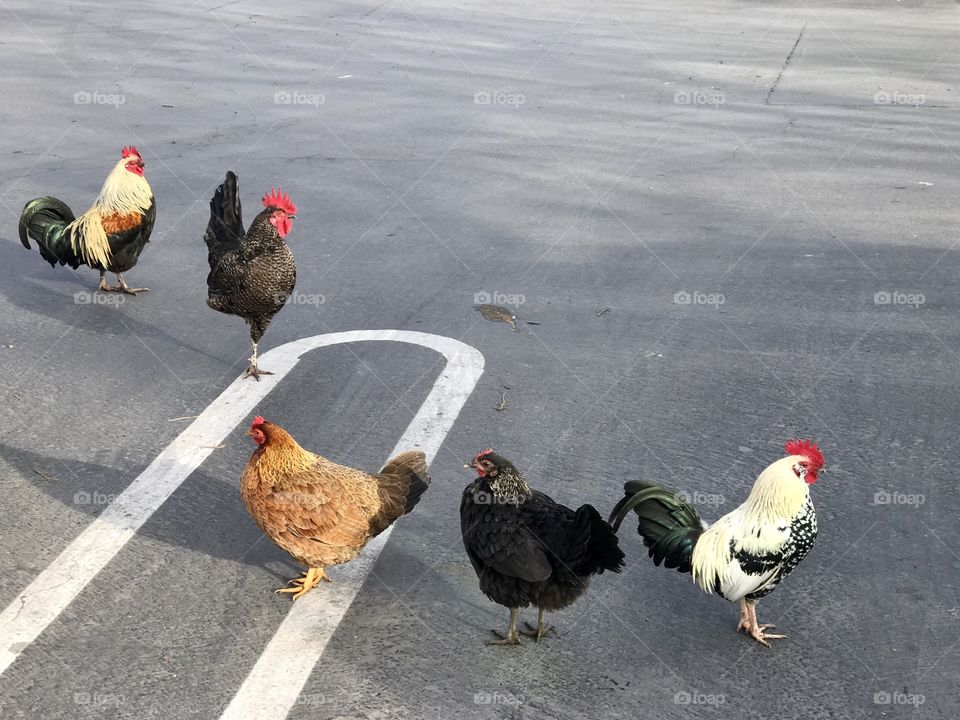 The city chicken colony on the parking lot 😆