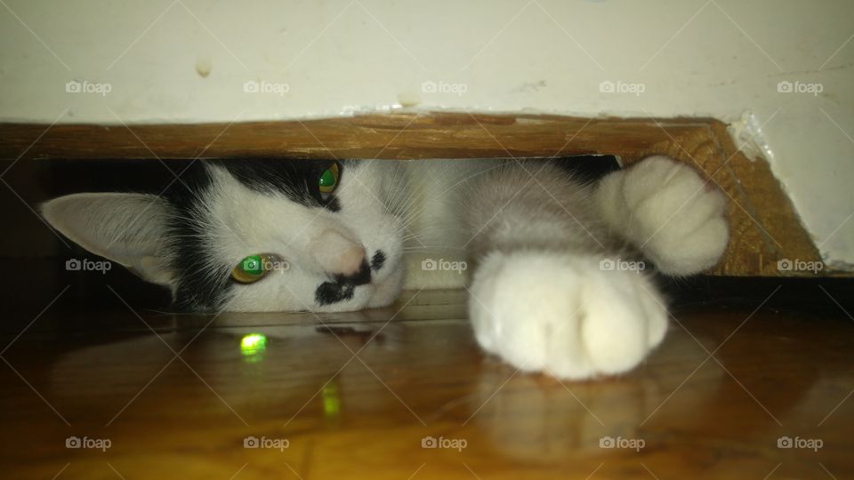 Under door cat