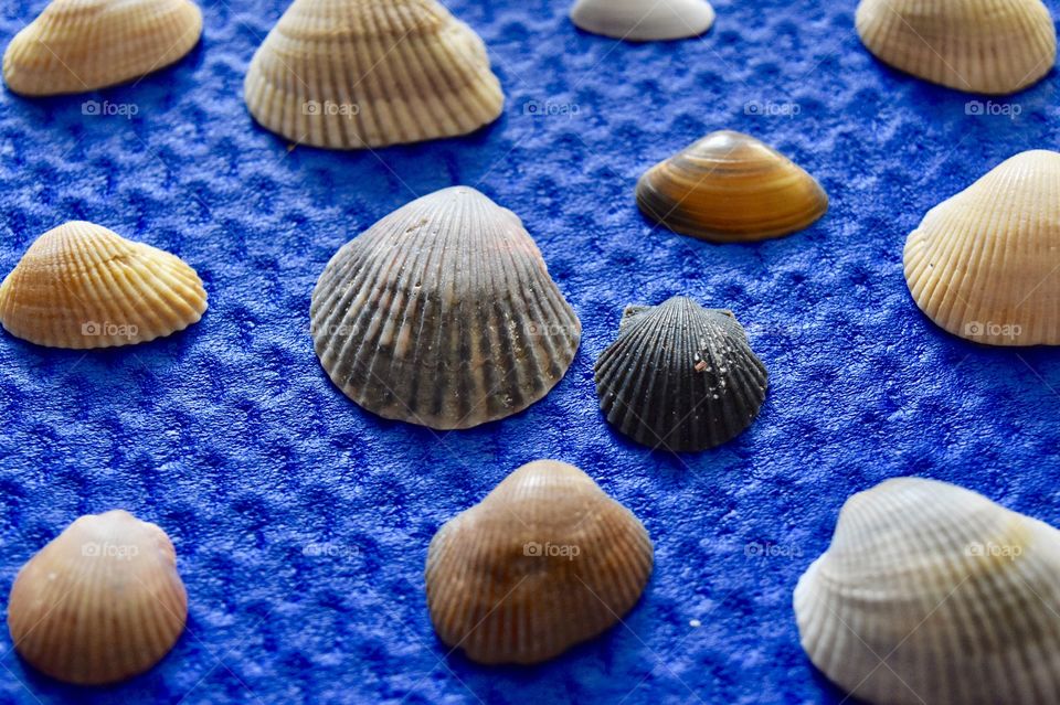 Sea Shells