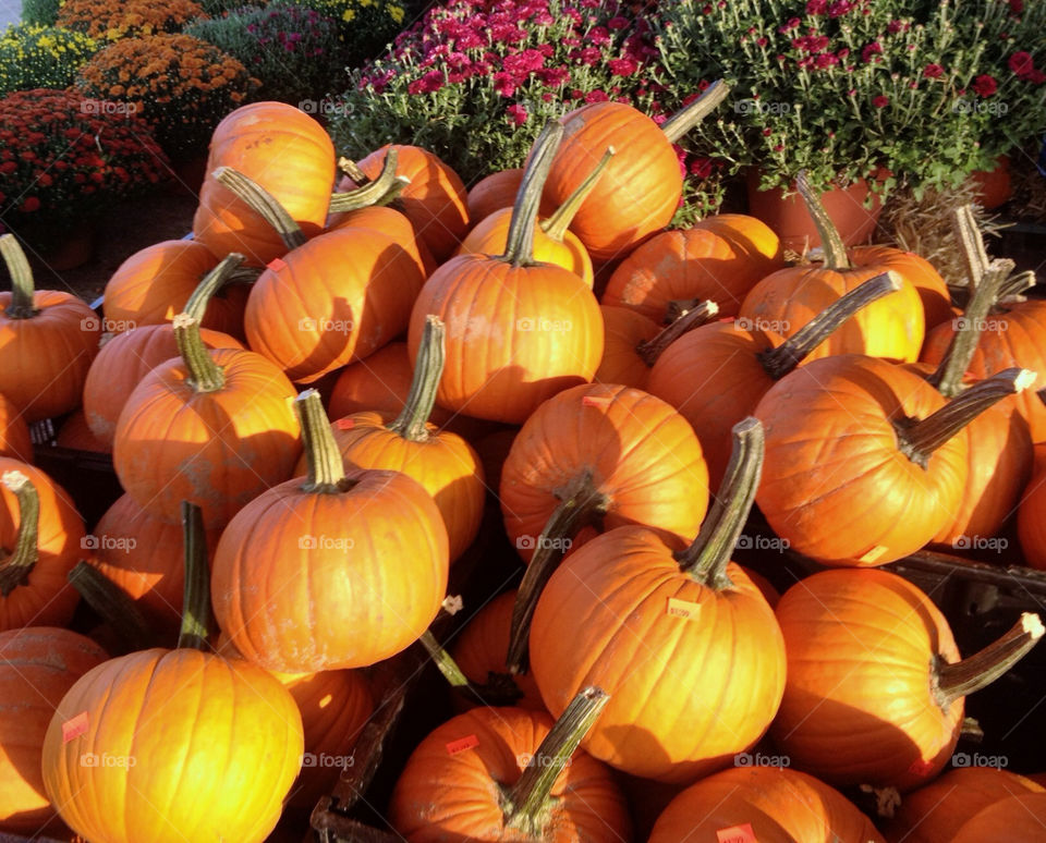 october fall autumn pumpkin by vickikl3