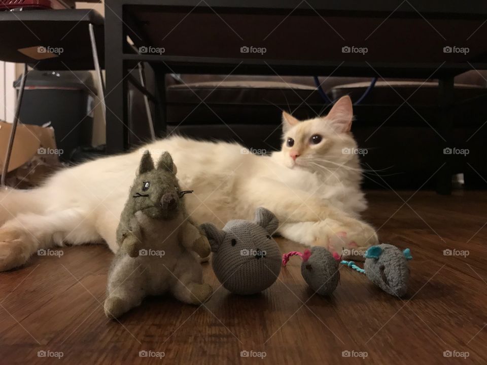 Cream with his mouse collections.
