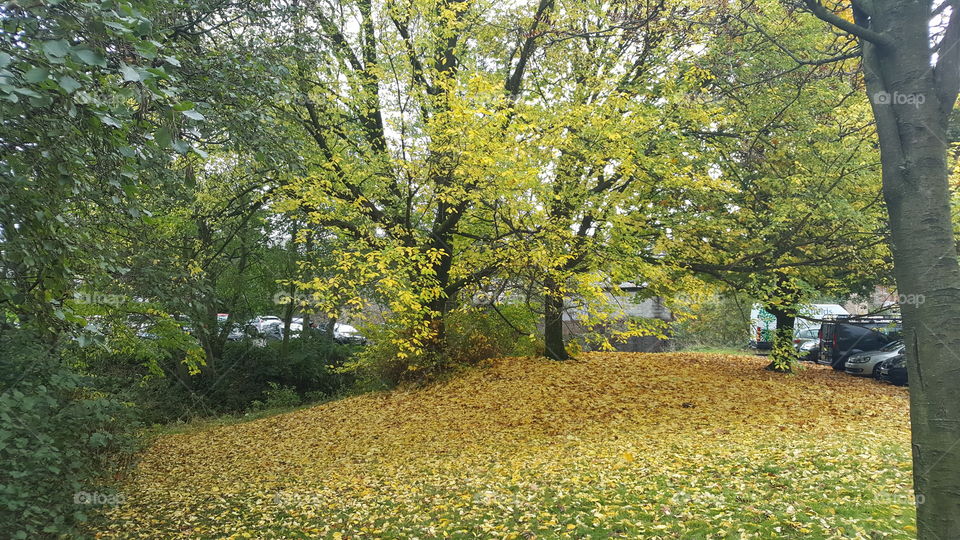 Landscape, Tree, Fall, Leaf, Nature