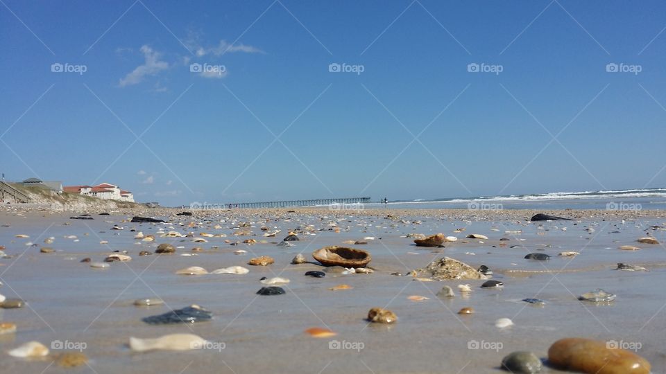 Shells on a Beach
